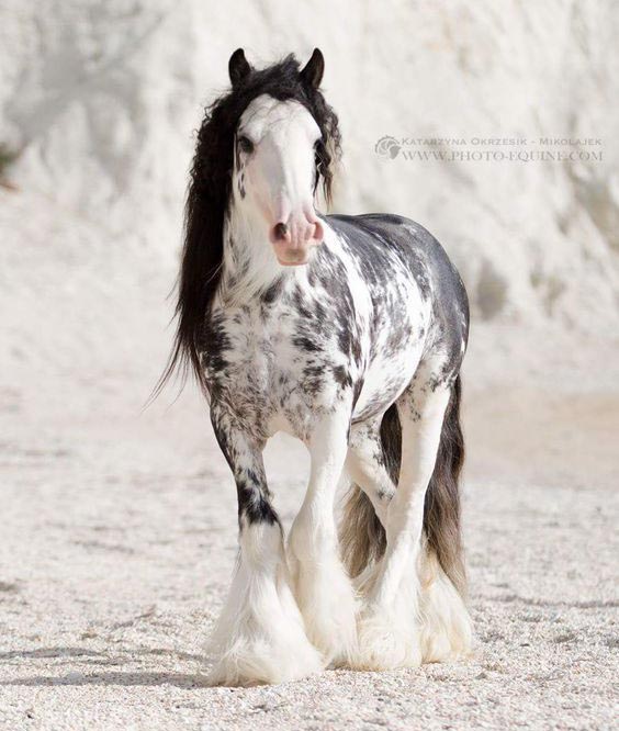 A Gypsy Cob Stallion